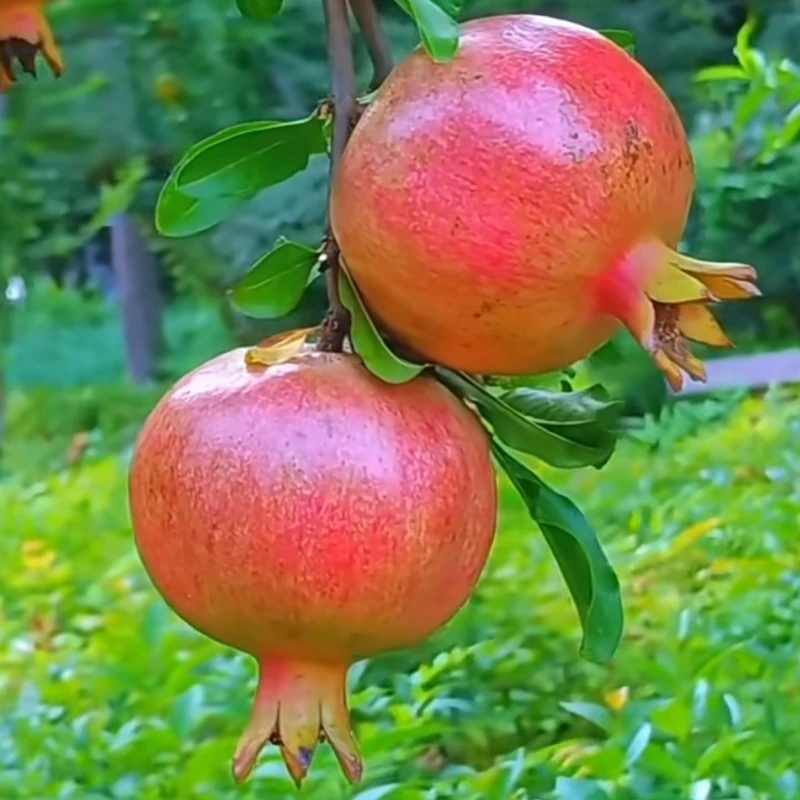 石榴树苗突尼斯软籽石榴苗盆栽庭院果树果苗大果蒙阳红石榴树苗