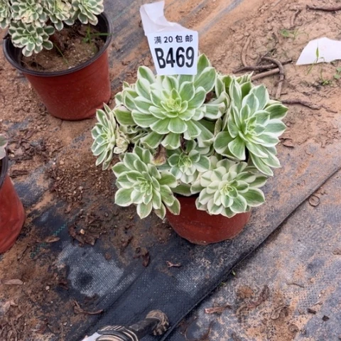 469海鲜不包断枝