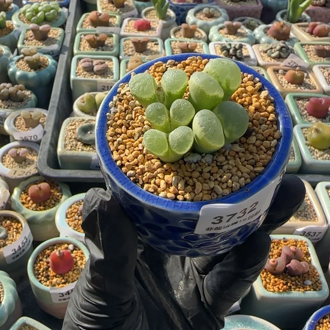 3732--一物一拍 带盆