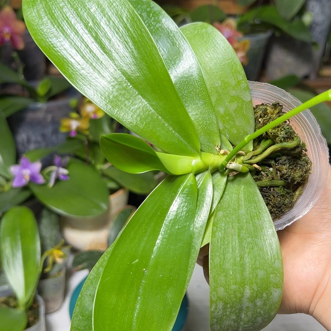 兵***）大部分开放少量花苞