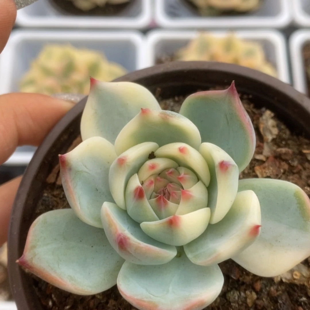 408锦锦锦锦锦锦锦锦