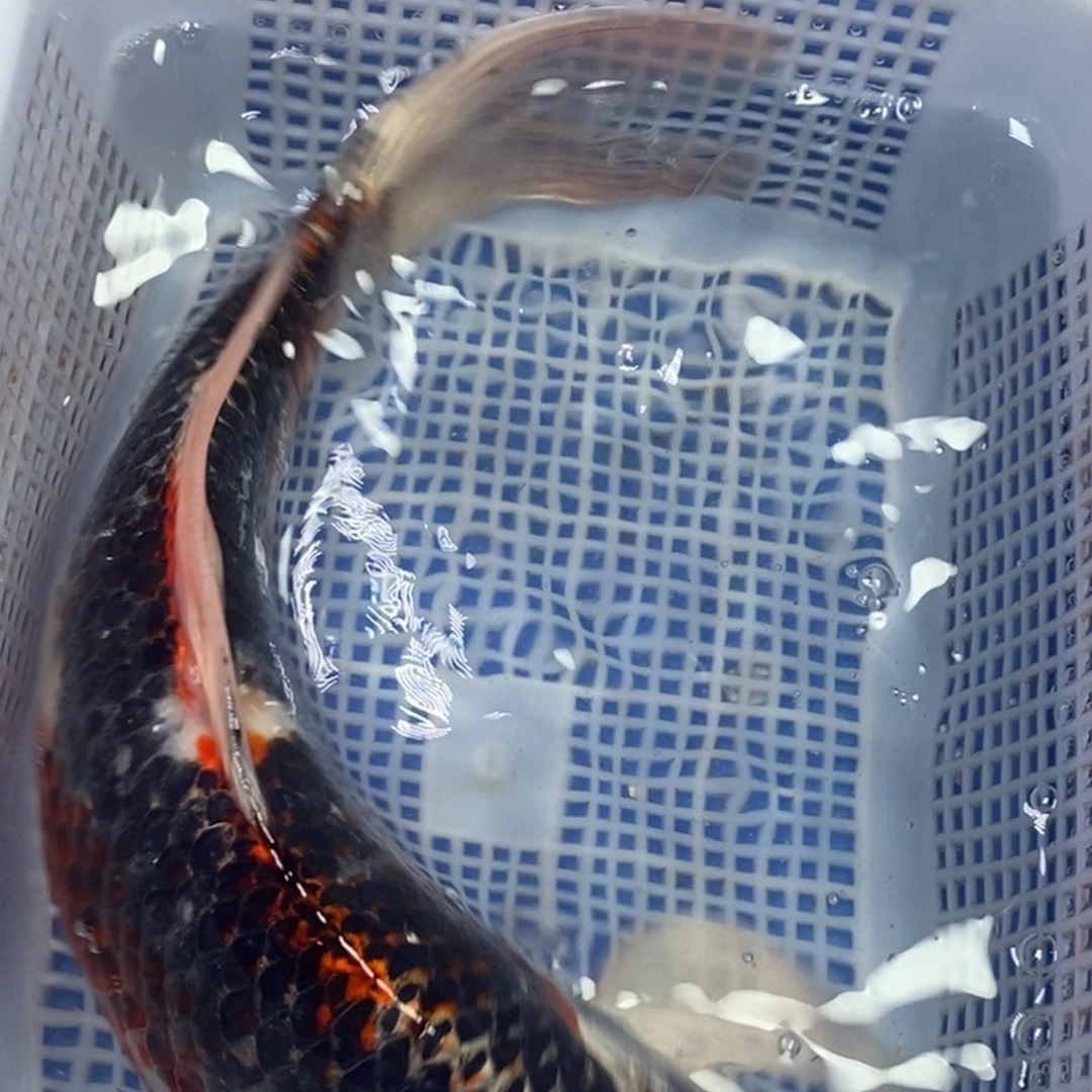 锦鲤冷水锦鲤包邮