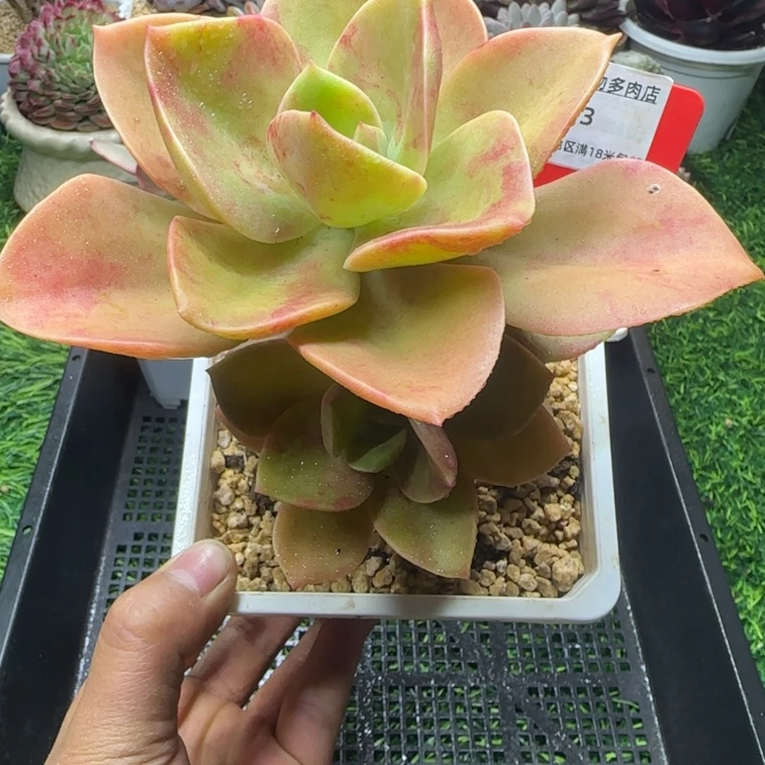 解忧植物多肉编号3