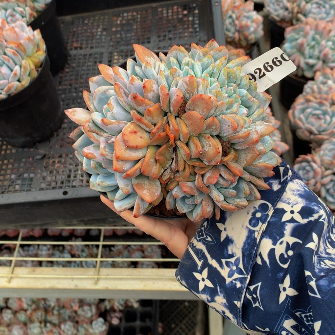 92660缀嗯嗯嗯嗯嗯嗯好喜欢
