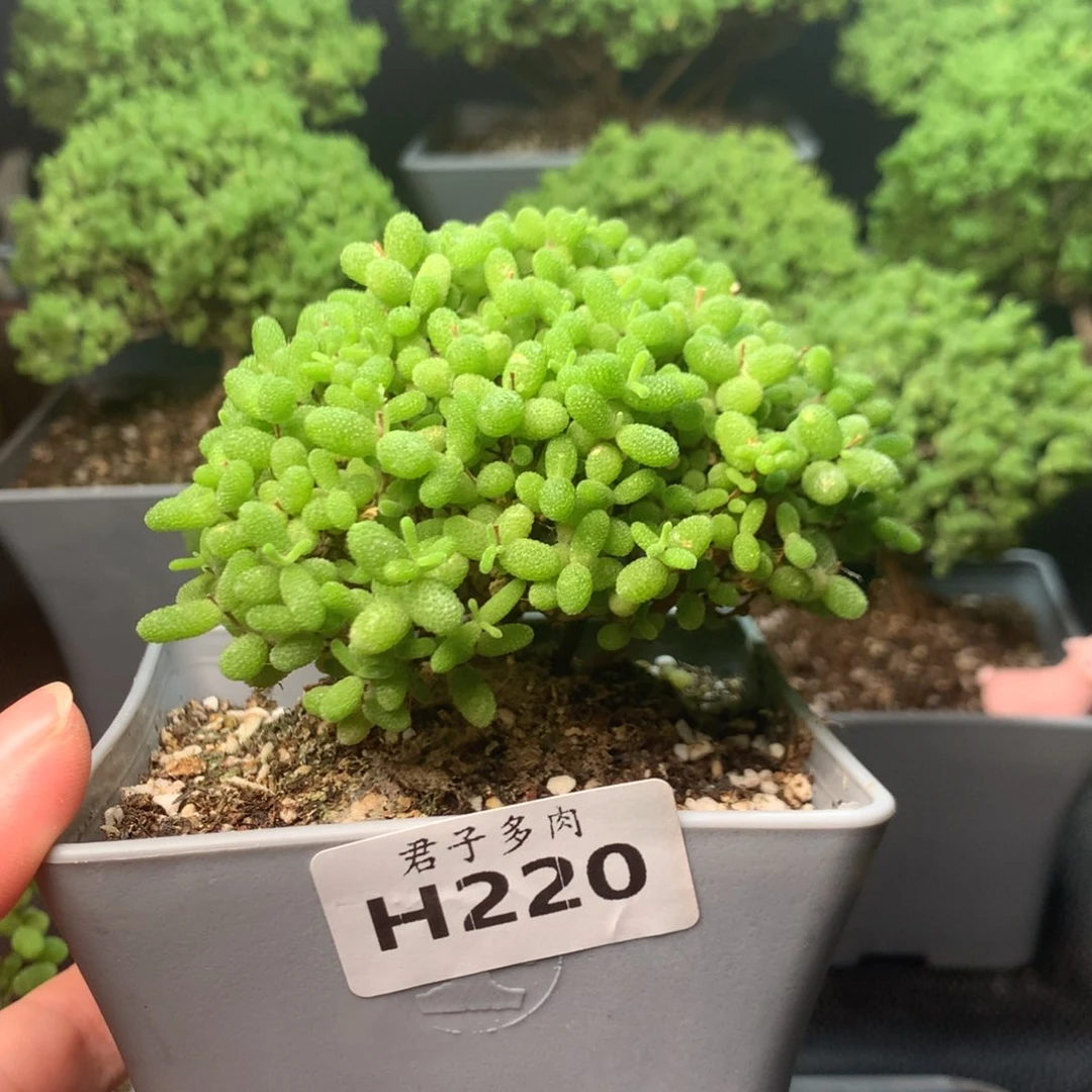 220蜜橘下播福利。