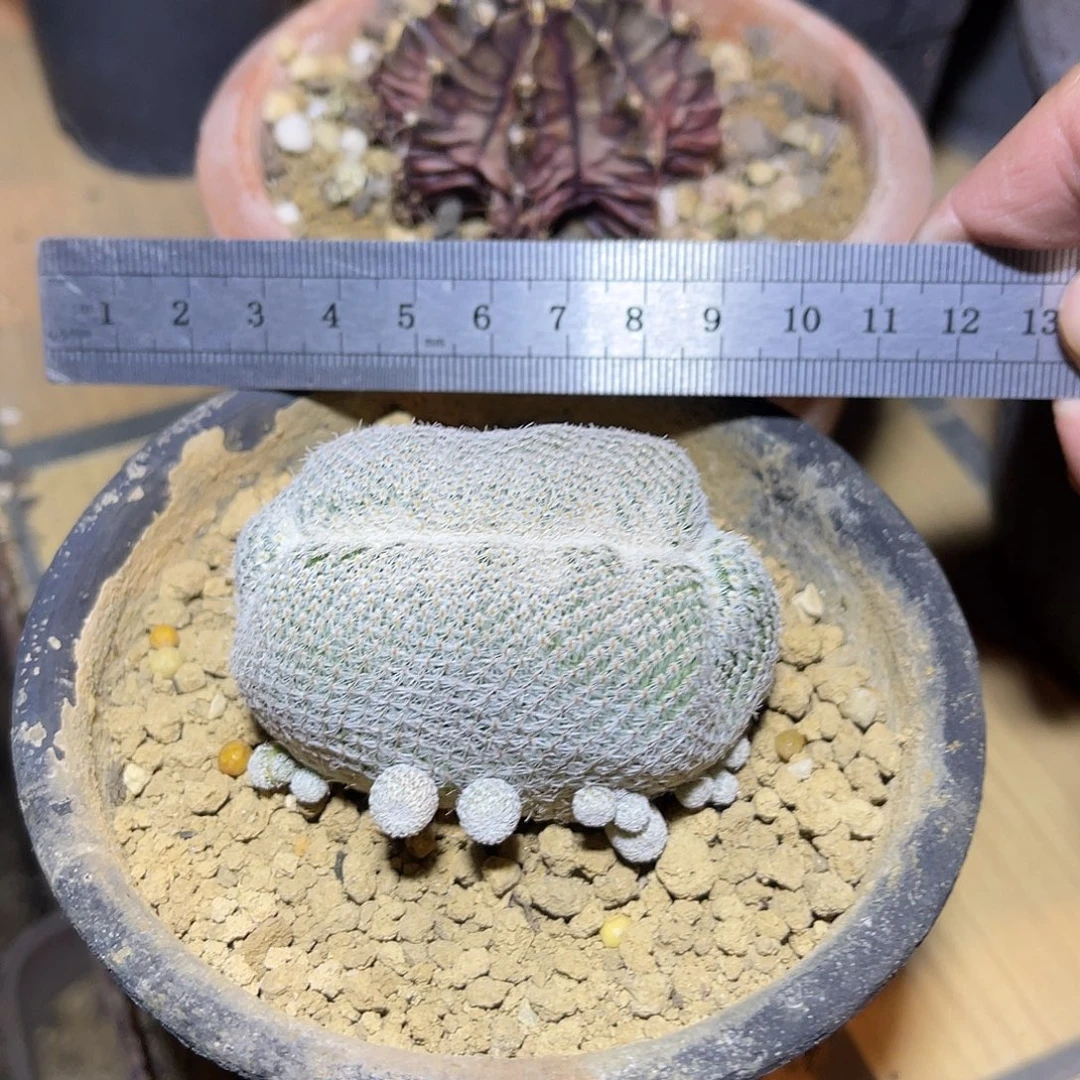 月世界缀化仙人球