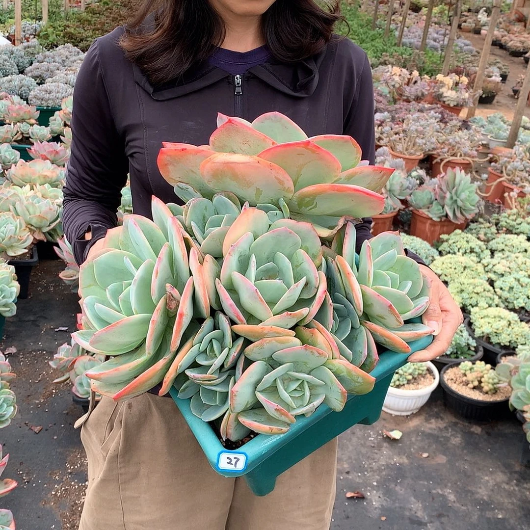 27凤 一物一拍多肉