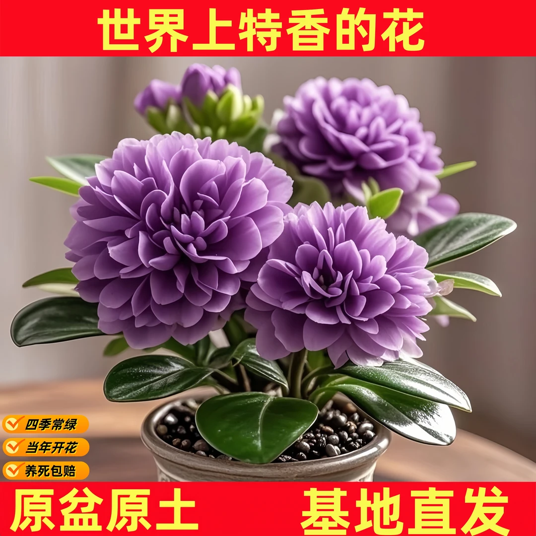 【55天开花】新品重瓣碧玉花卉绿植四季开花浓香型盆栽室内净化空气