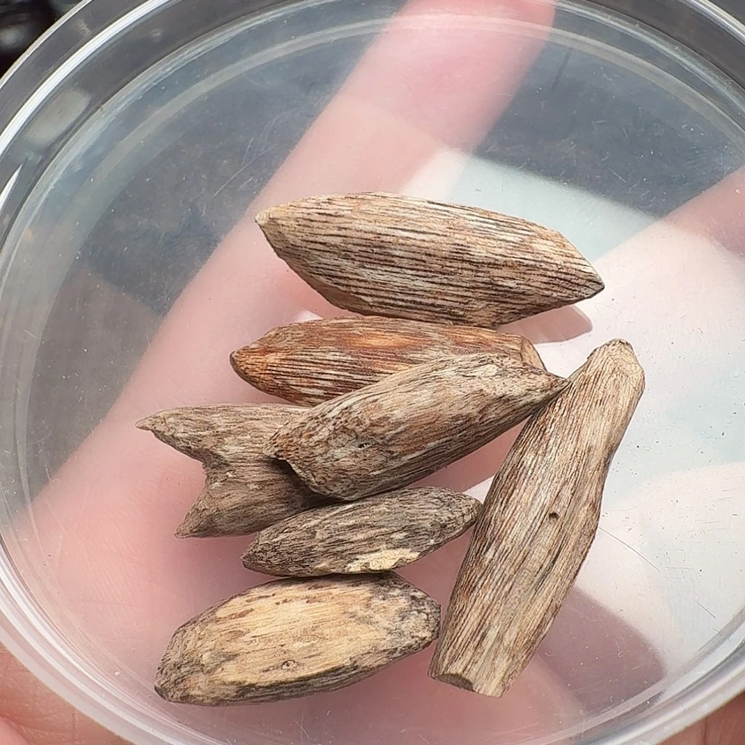 沉香海南老瓜子2g+