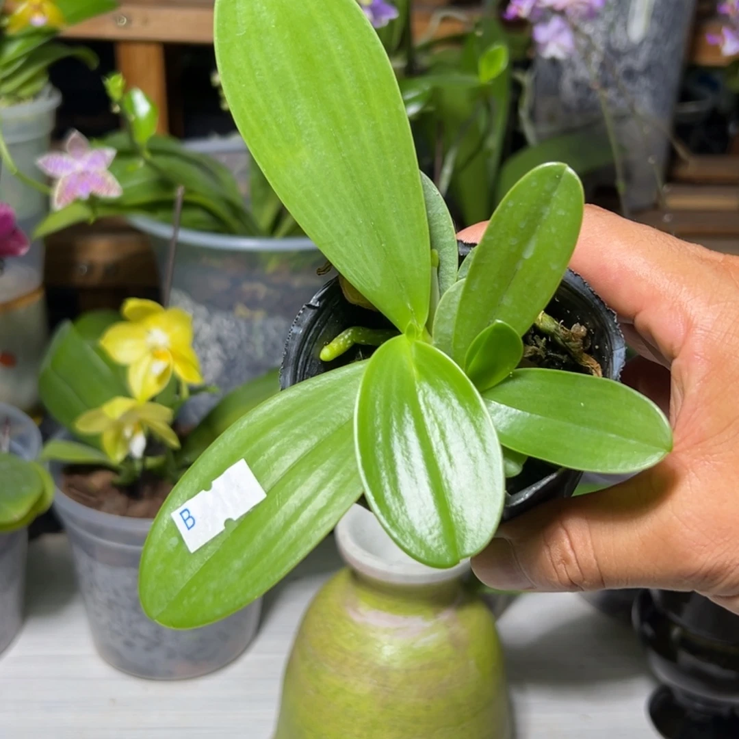 ****当前无花栽培后可以开花
