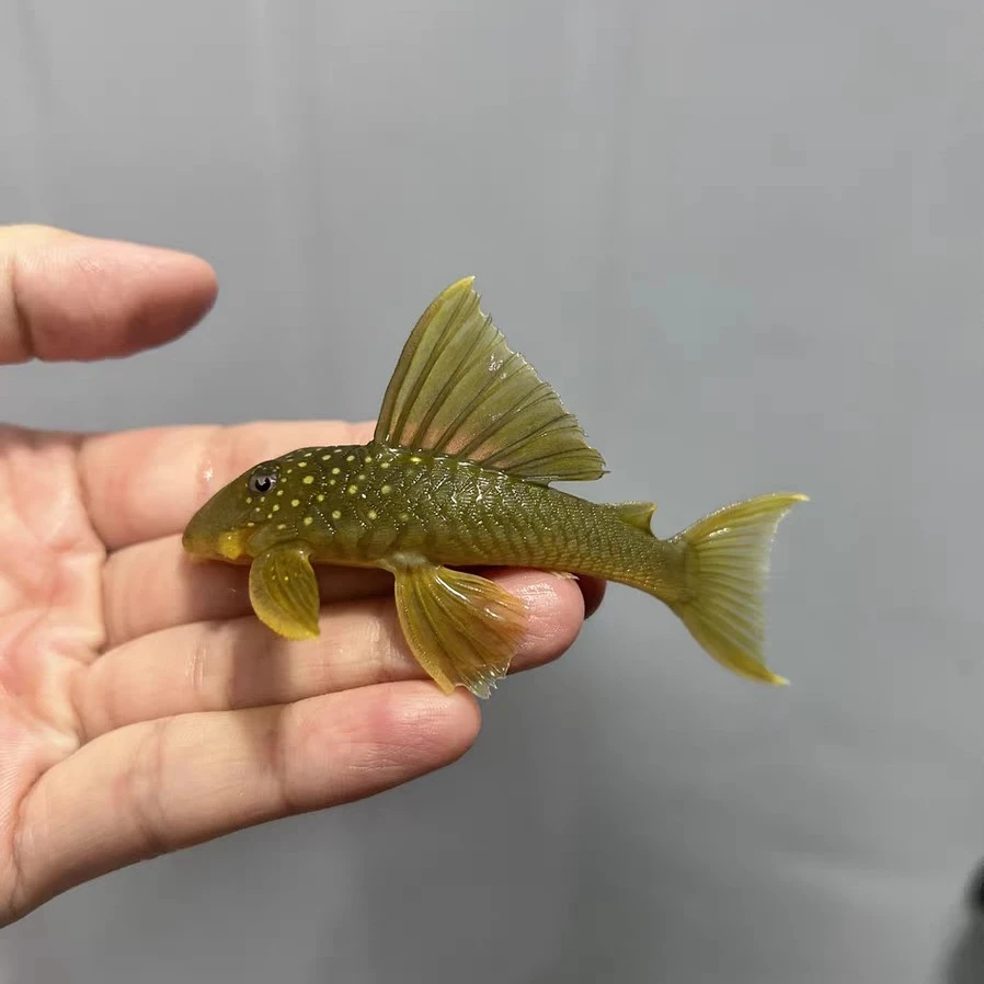 L200金钻异形鱼 尺寸6~8cm