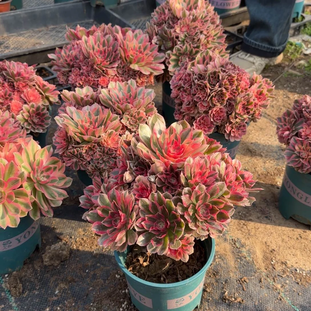 处理木质老桩花蝴蝶16.6