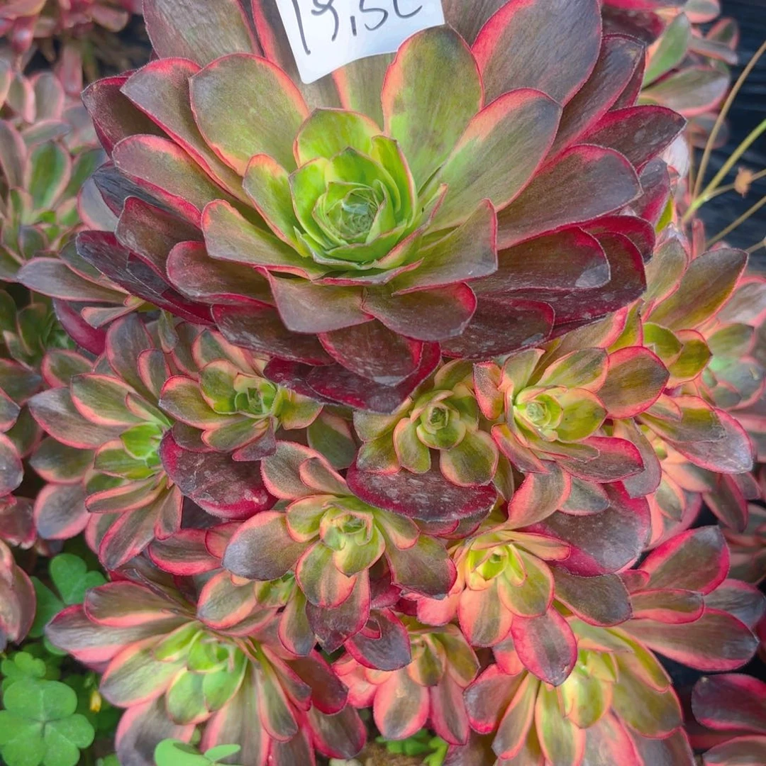 纳福多肉多肉植物19.52号