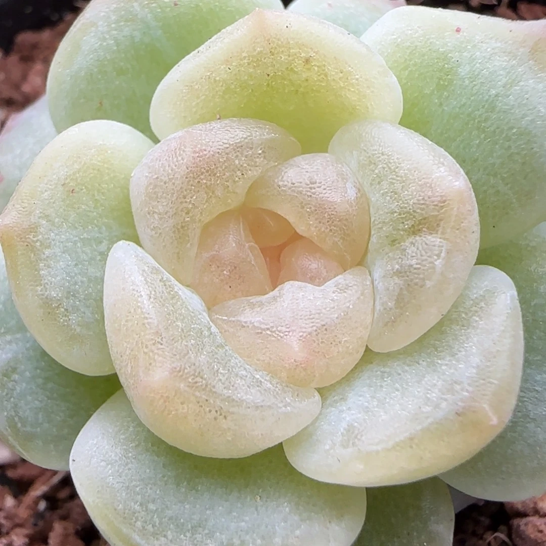 【满29包邮非偏远】542圆白心个体