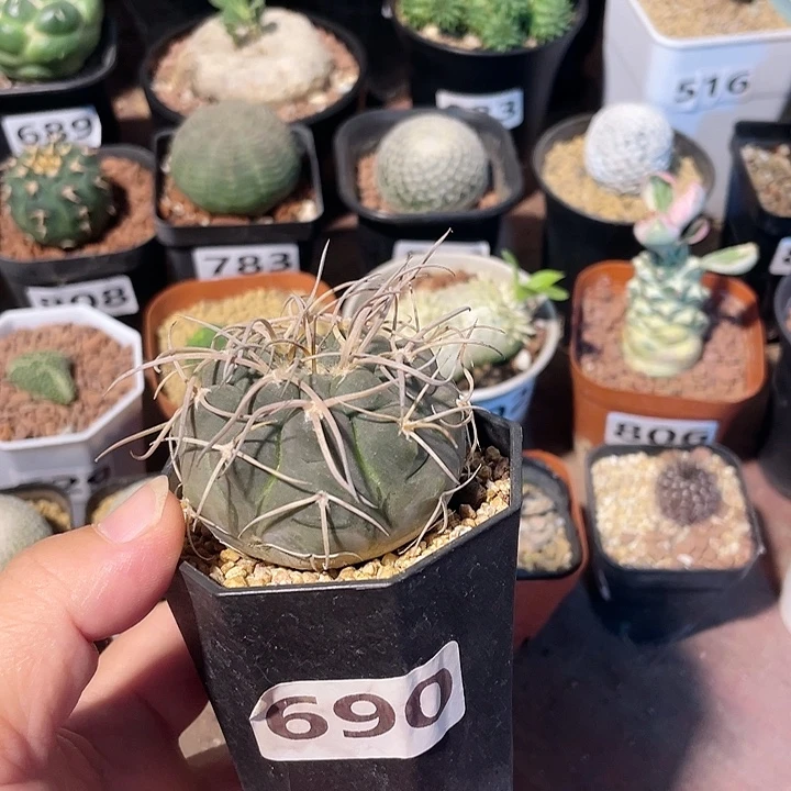 690实生守金摩天龙