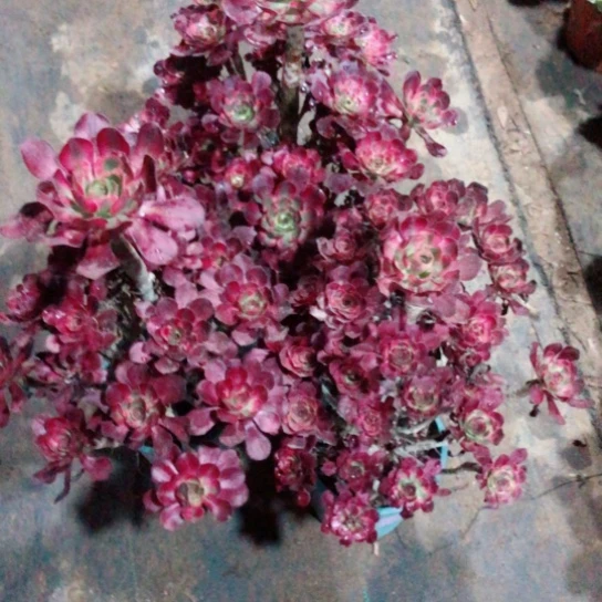 七***史无花朵三颗法师多肉植物