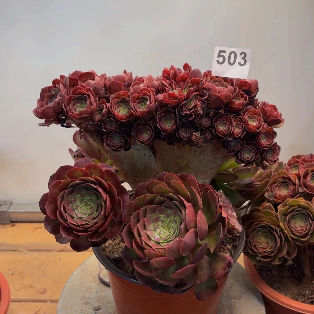 多肉法师万缀拔毛503