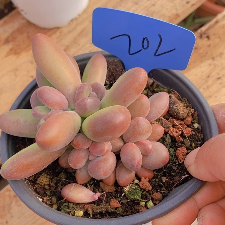 糖*多你不去上班啦我想