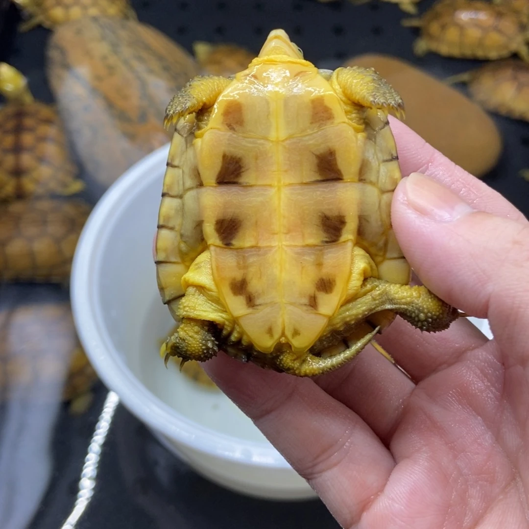 小***虫不分公母绿毛龟小青