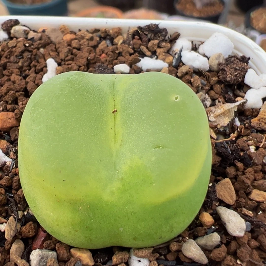 130多肉植物百科植物
