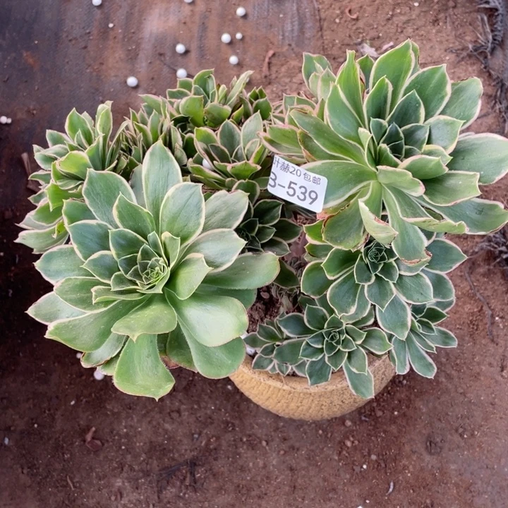 539玫瑰绿缀，123456789