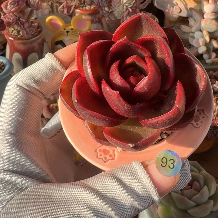 93 多肉含盆土30元包邮除偏远