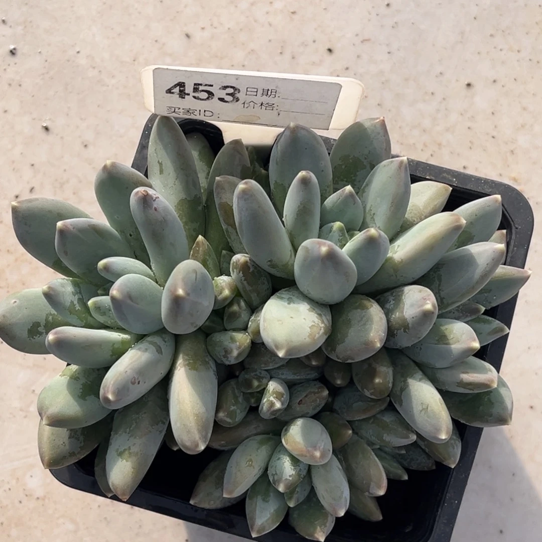 美人系多肉植物453