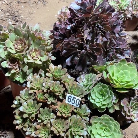 650四颗法师多肉植物