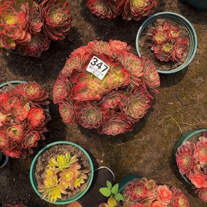 海神花25-18包邮花花