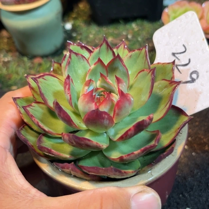 惊鸿一物一拍包装收缩花旱229
