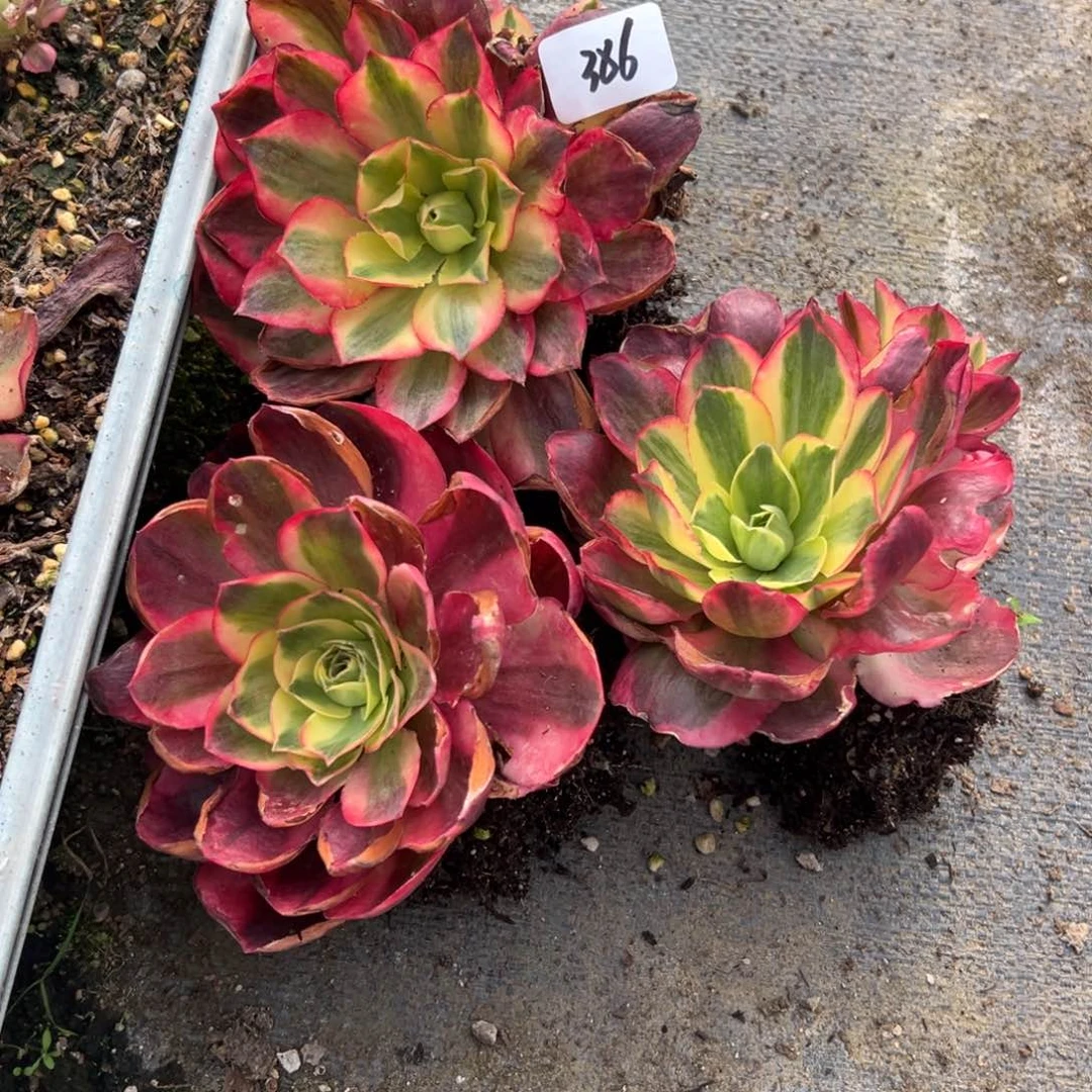 386如意一颗多肉多头肉