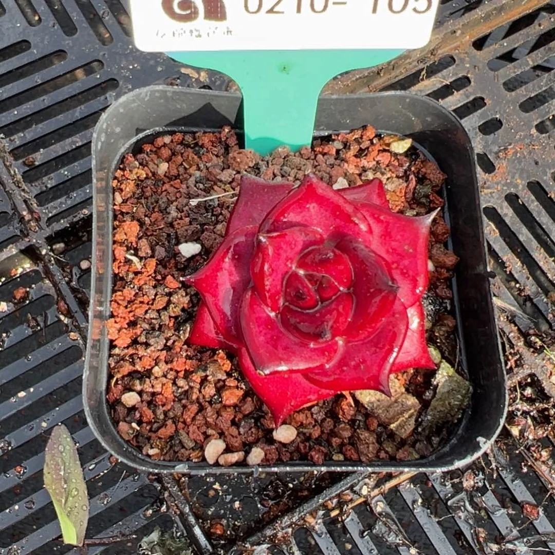 从前慢多肉精选编号0210.105