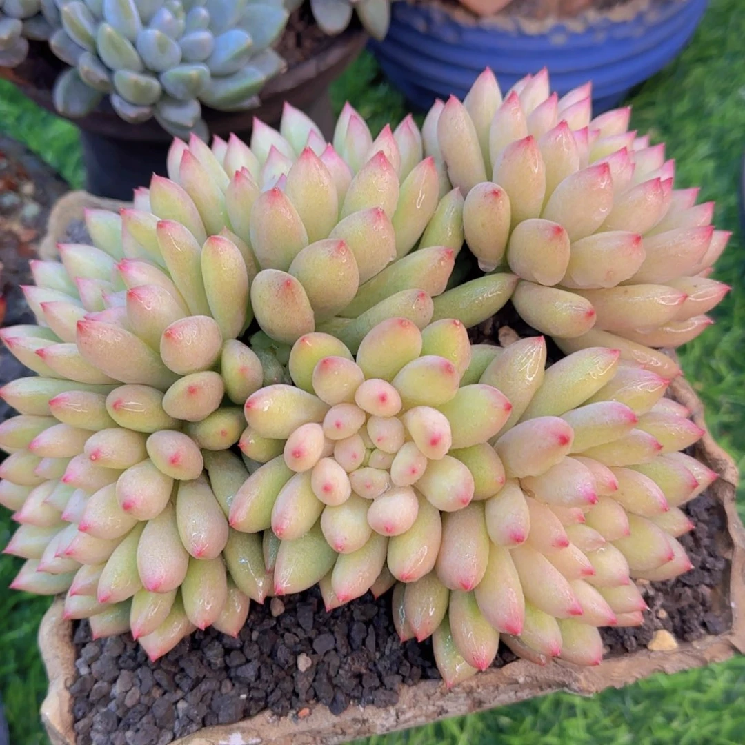 勿****?多肉植物多肉植物