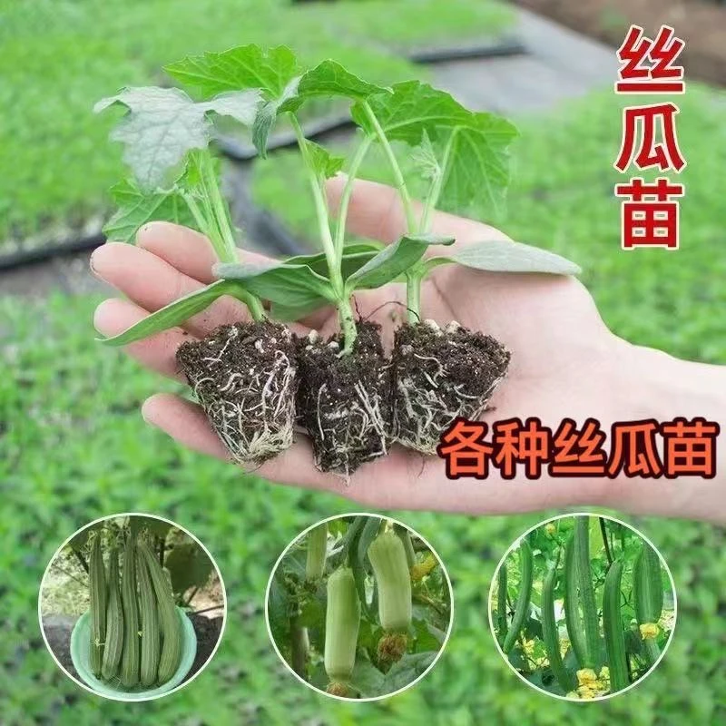 丝瓜苗丝瓜秧苗早熟高产肉丝瓜苗西昌丝瓜苗庭院栽植现挖现卖
