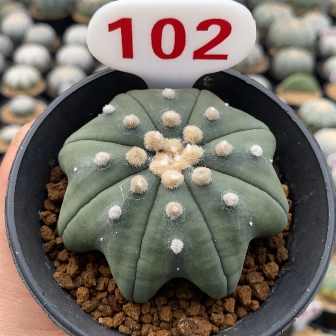 102指纹琉璃超星