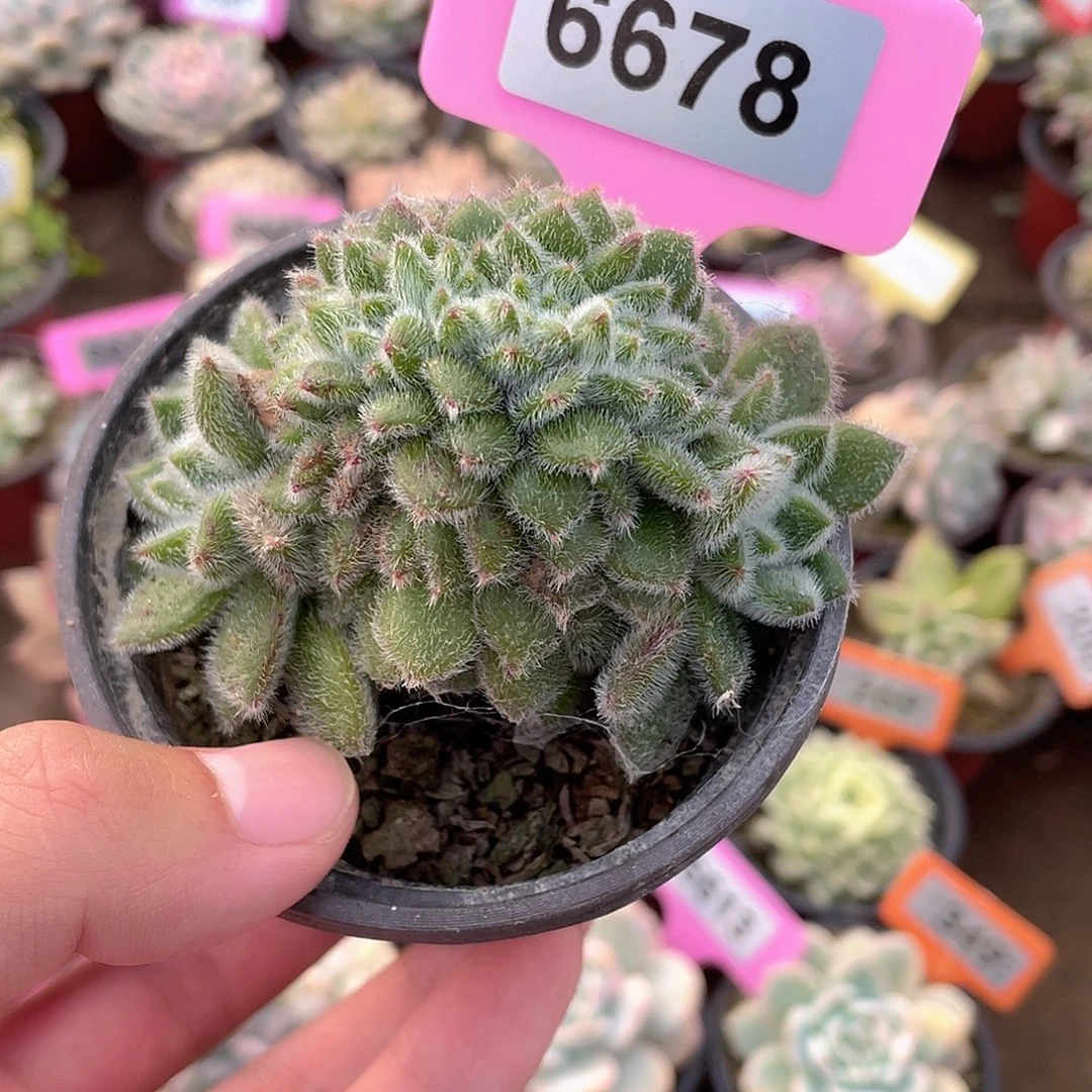 毛球缀6678号多肉植物盆栽