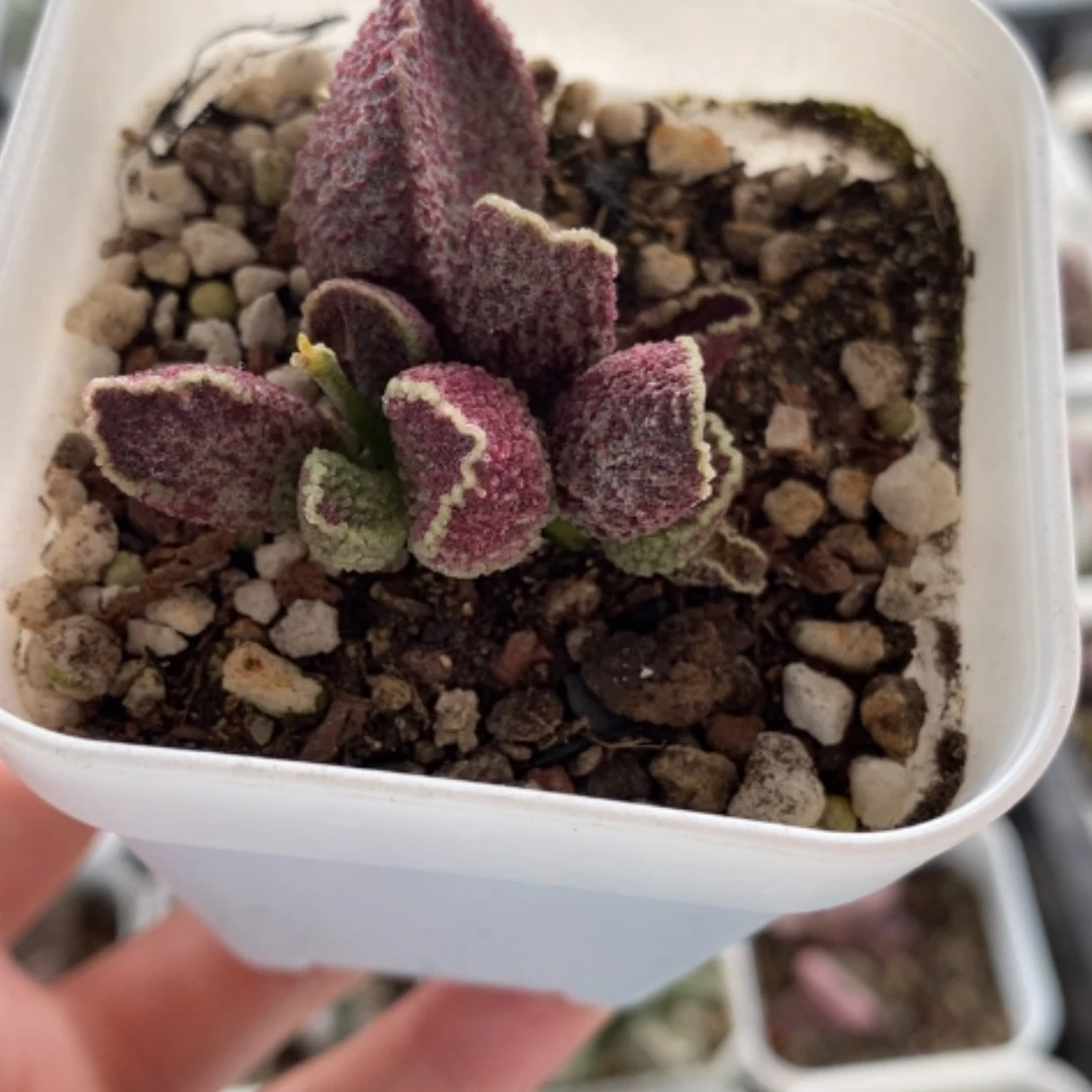 【闪购商品】无花朵紫水晶
