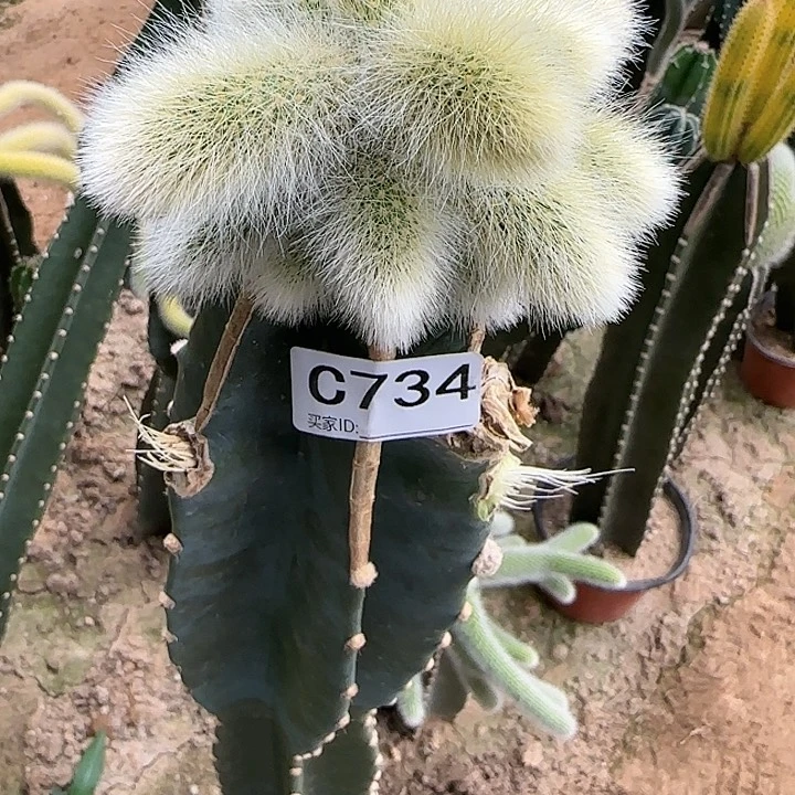 用****4嫁接白毛九尾狐734