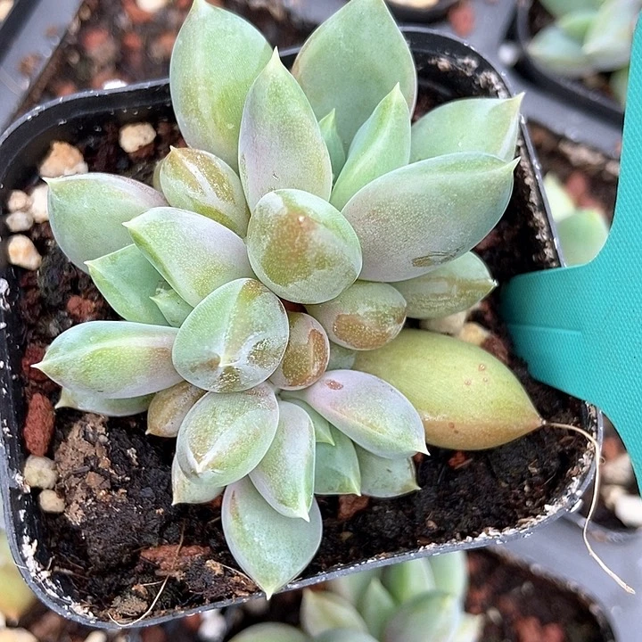 多肉植物红象牙1562