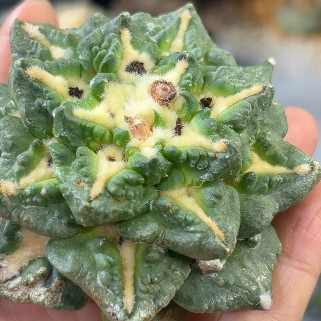 福利 485 晾一个月上盆