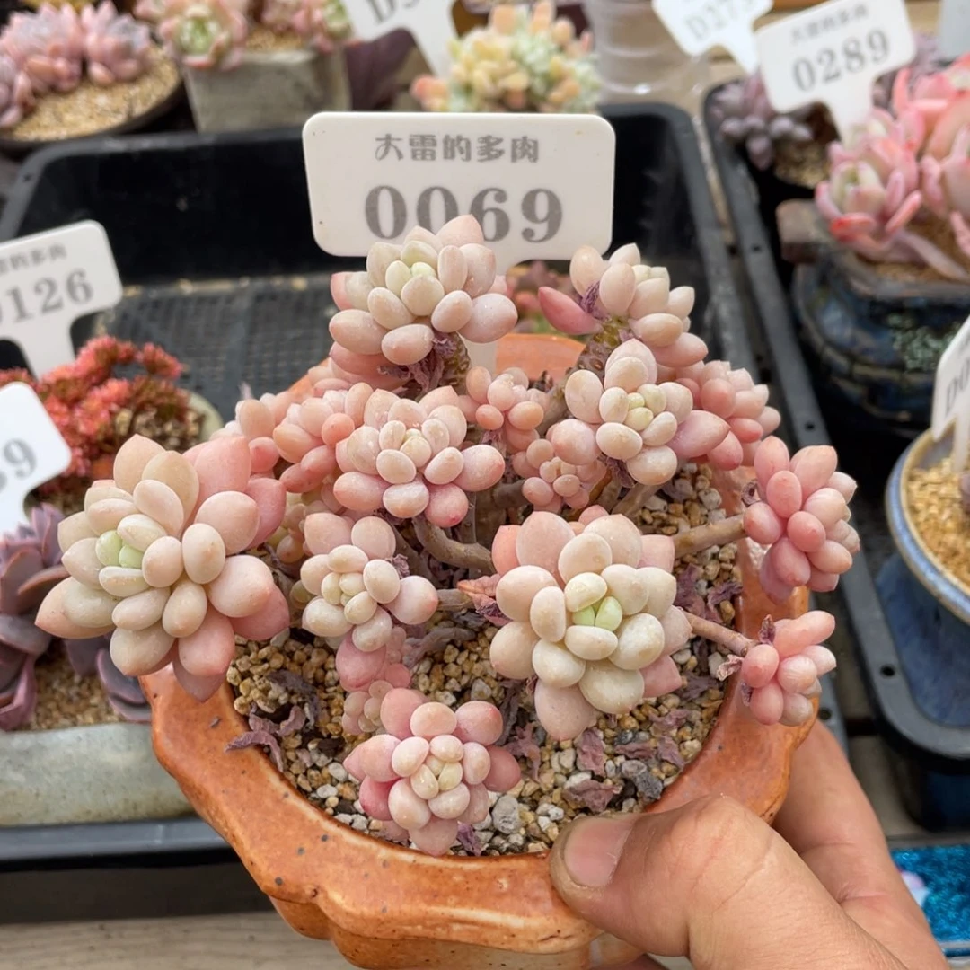 0069鱼子酱不带盆14厘米