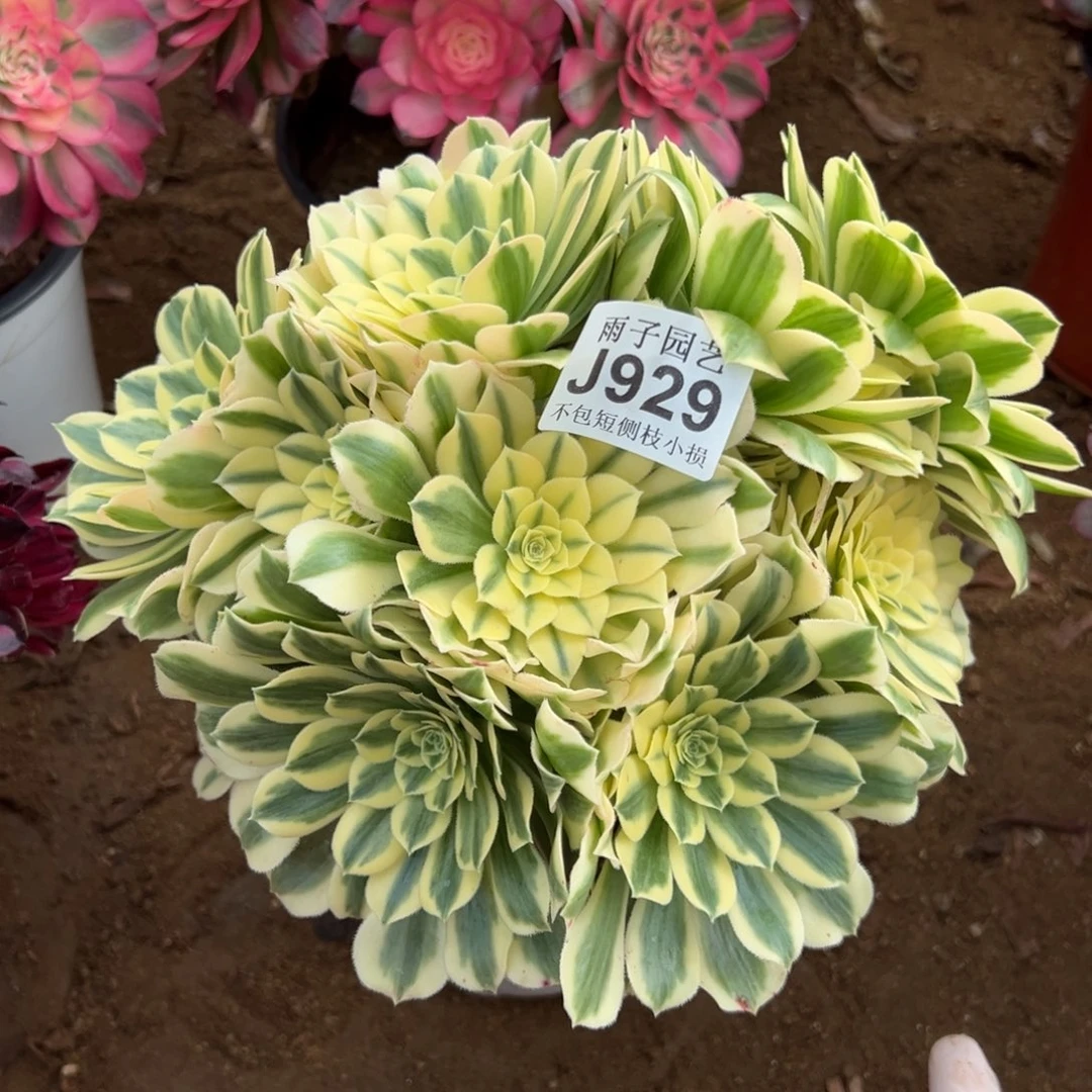 929迈巴赫尺寸20左右