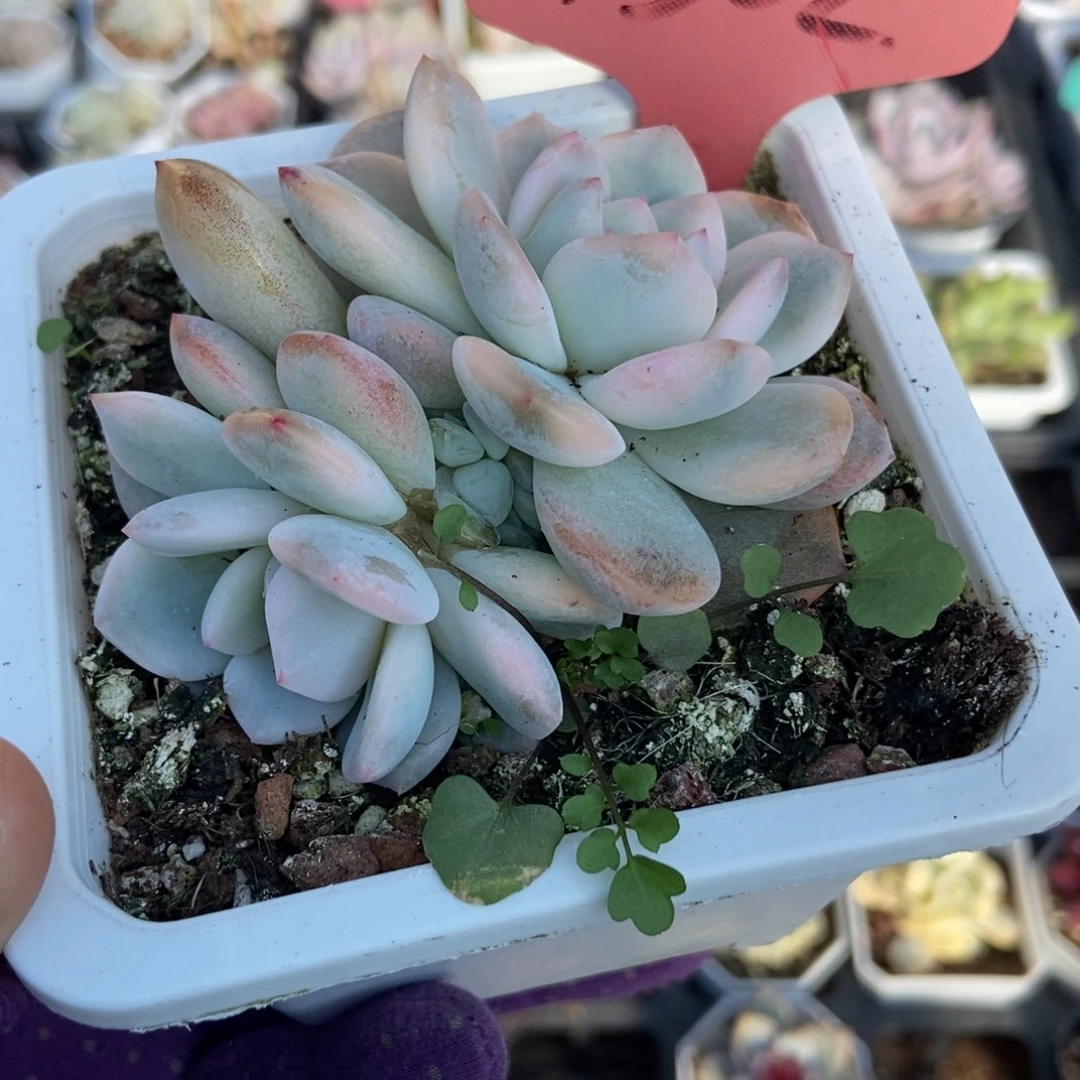 7302梦露锦多肉植物