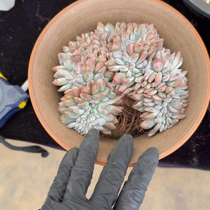 小***睿15厘米左右一物一拍的的