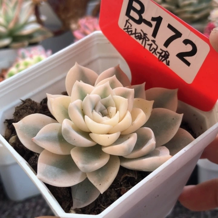 安娜玫瑰有根有根