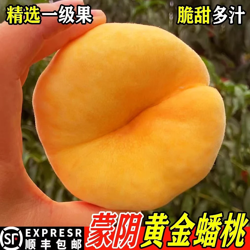 【今拍明到】蒙阴黄毛蟠桃新鲜水果蟠桃黄桃扁桃子毛桃蒙阴蜜桃孕妇现摘山东省山东省