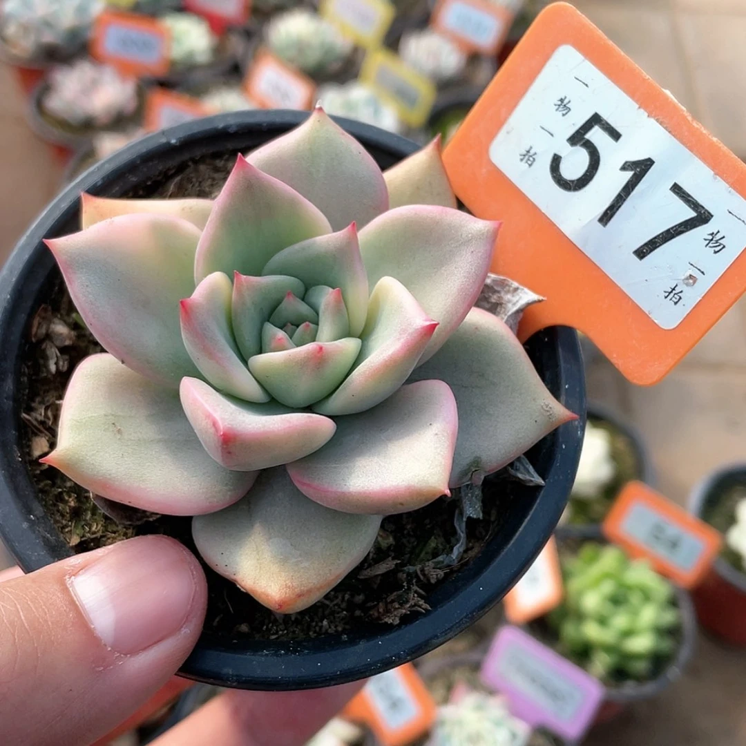 【闪购商品】517号