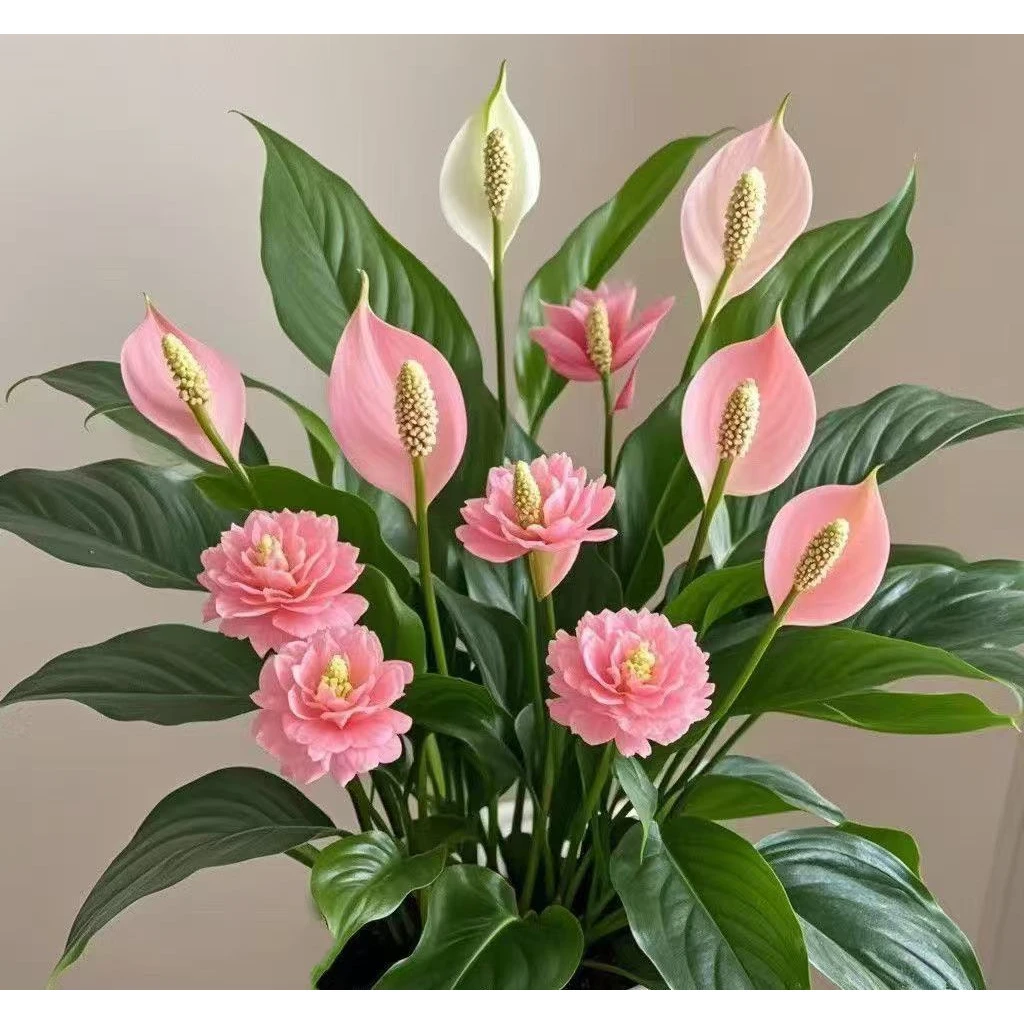 【新品】白掌大花盆栽一帆风顺绿植花卉四季开花好养室内客厅阳台