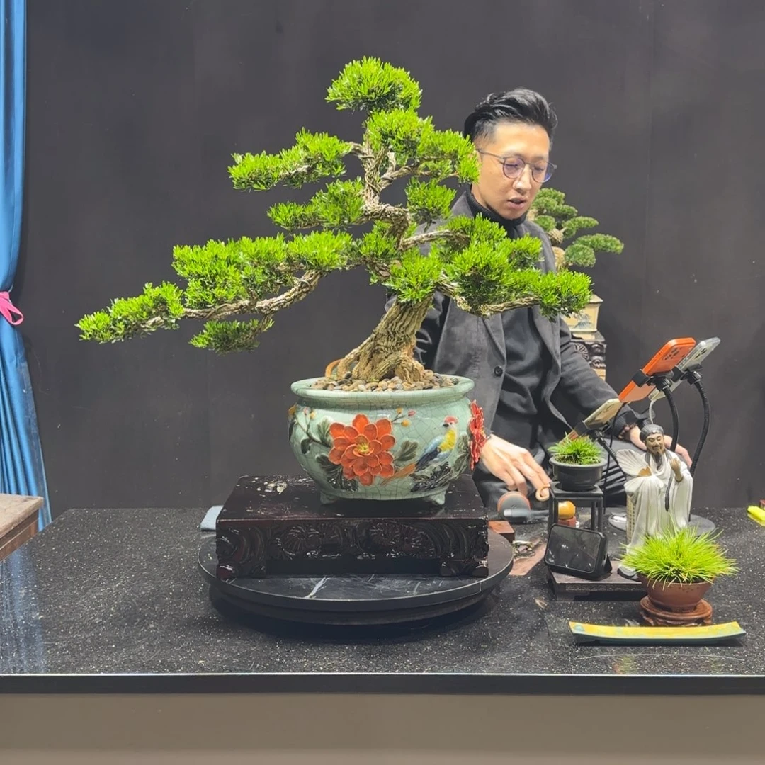 以实际为准黄杨室内室外盆景艺术