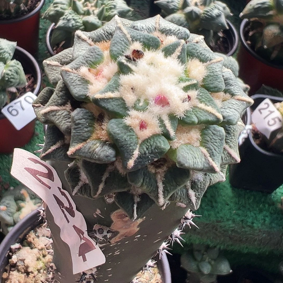 无花朵福利绣谱苗接光面黑牡丹224